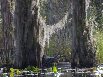 Okefenokee National Wildlife Refuge