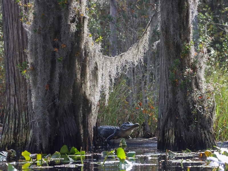 Okefenokee National Wildlife Refuge