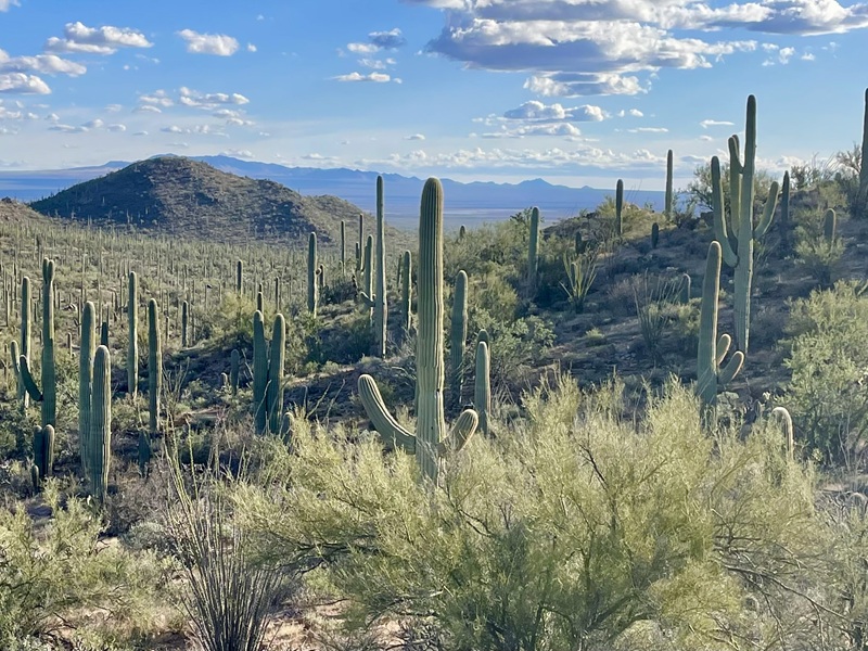 Saguaro National Park