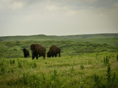 Tallgrass Prairie National Preserve