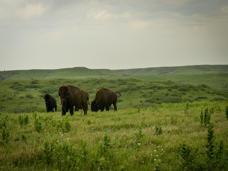 Tallgrass Prairie National Preserve
