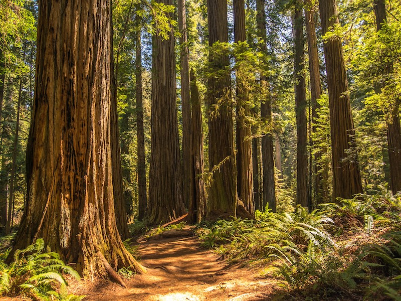 Redwood National & State Parks
