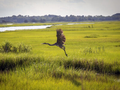 Cape Henlopen State Park