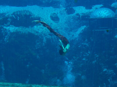 Weeki Wachee Springs State Park