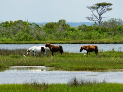 Assateague Island