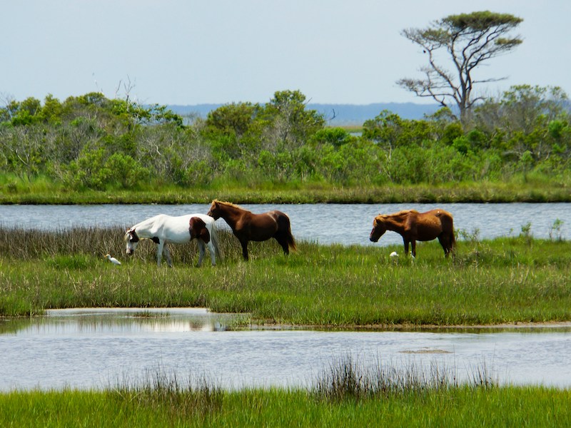 Assateague Island
