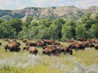 Theodore Roosevelt National Park