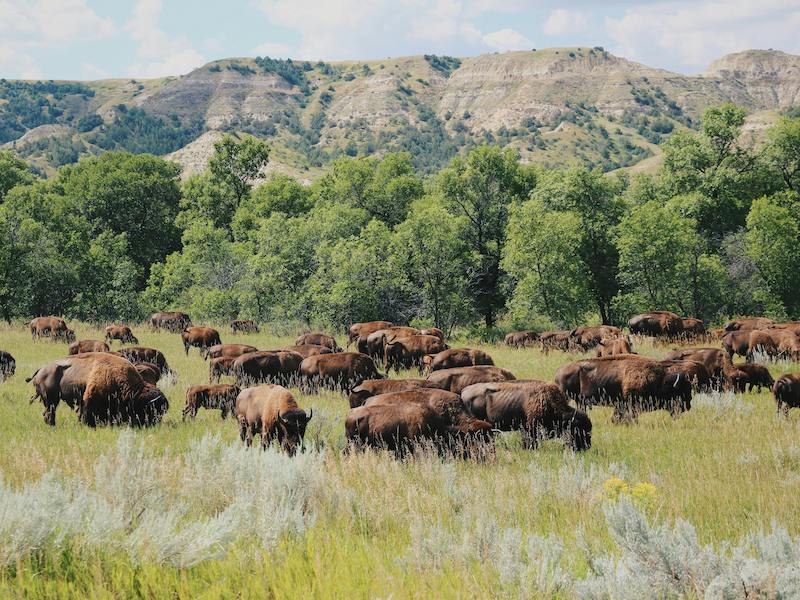 Theodore Roosevelt National Park